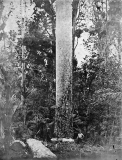 Felling a giant Kauri tree with hand tools